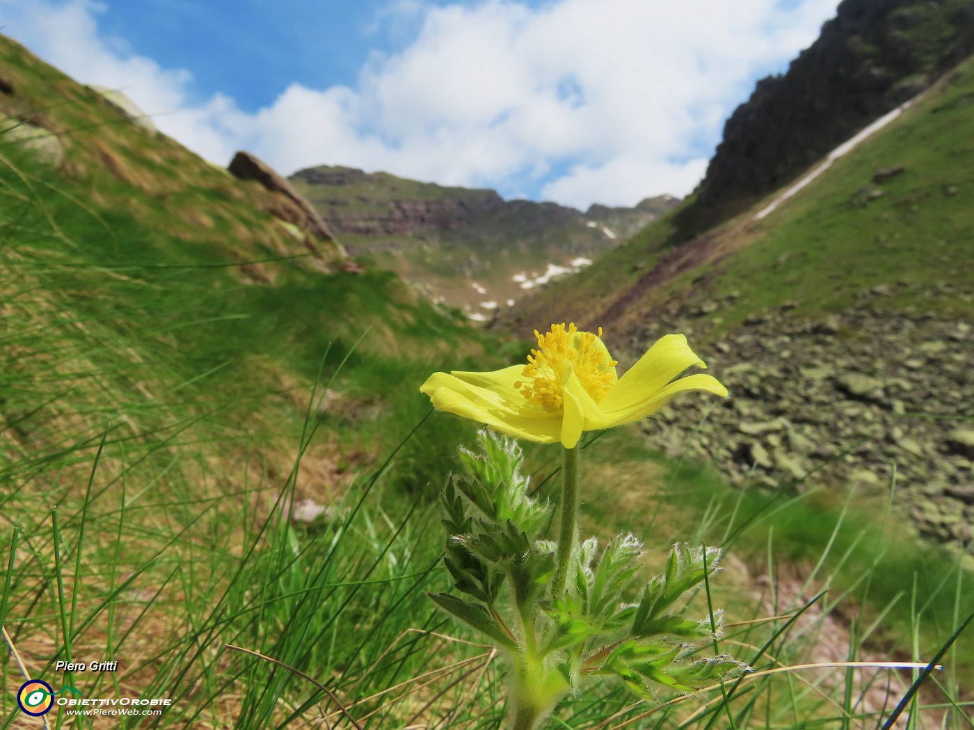 28 Pulsatilla alpina sulphurea.JPG